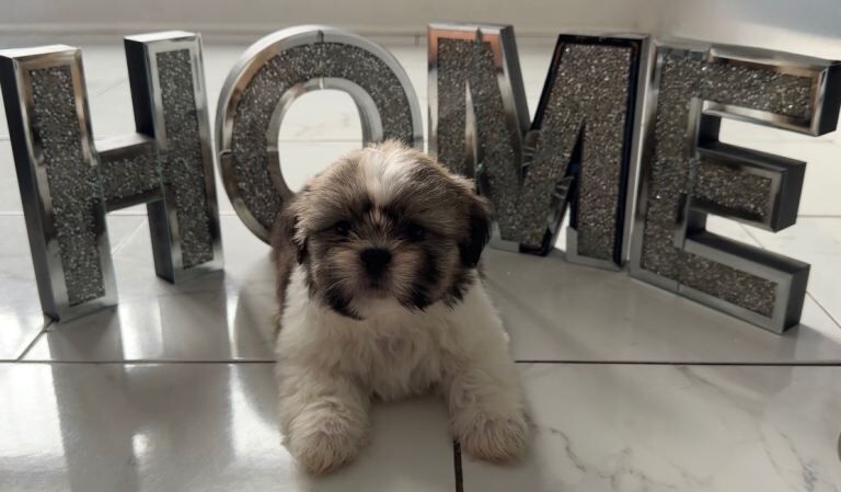 Pure shih tzus puppies️ready - Image 2 of 4