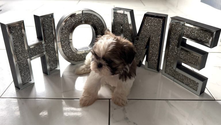 Pure shih tzus puppies️ready - Image 3 of 4
