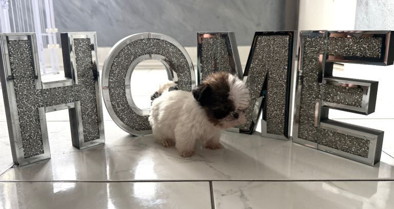 Pure shih tzus puppies️ready - Image 4 of 4