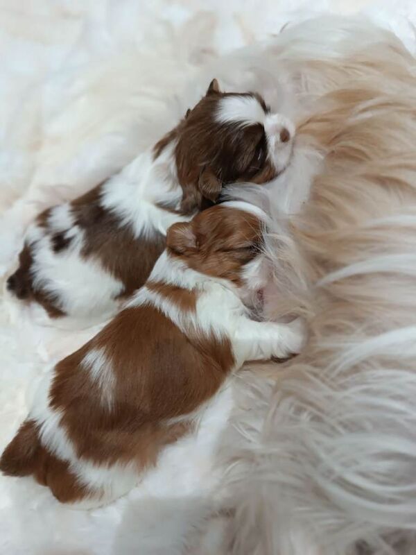 Purebred Shih Tzu Puppies Looking for Loving Homes