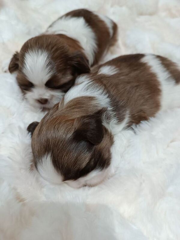 Purebred Shih Tzu Puppies Looking for Loving Homes - Image 2 of 4