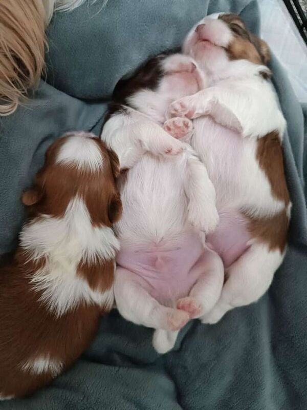 Purebred Shih Tzu Puppies Looking for Loving Homes - Image 3 of 4