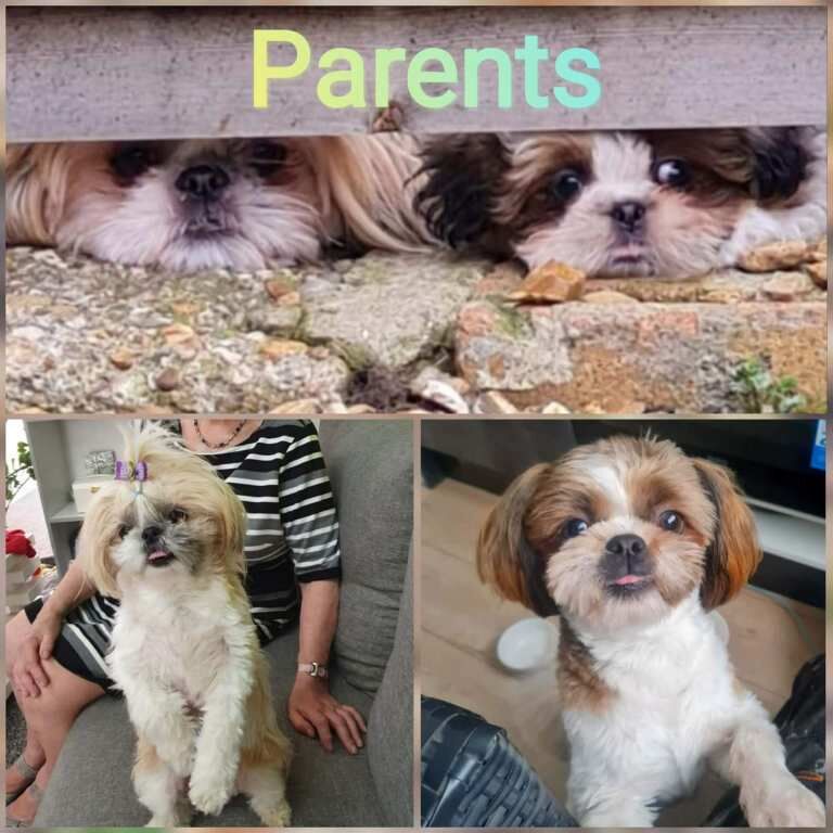 Purebred Shih Tzu Puppies Looking for Loving Homes - Image 4 of 4