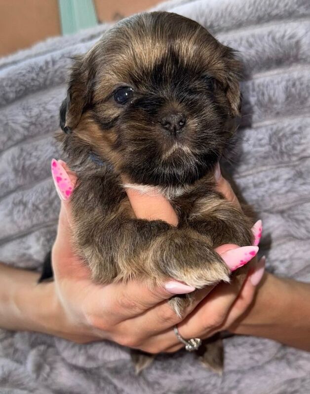 Shih Tzu Puppies For Sale