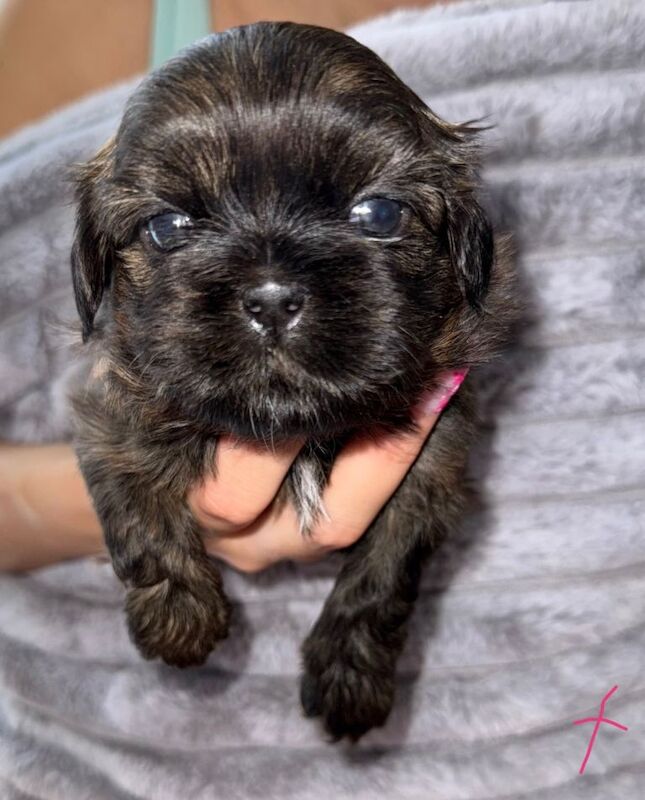 Quality Adorable Purebred Shih Tzu Puppies - Image 2 of 5