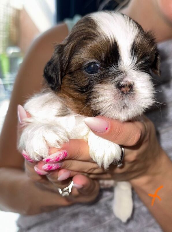Quality Adorable Purebred Shih Tzu Puppies - Image 3 of 5