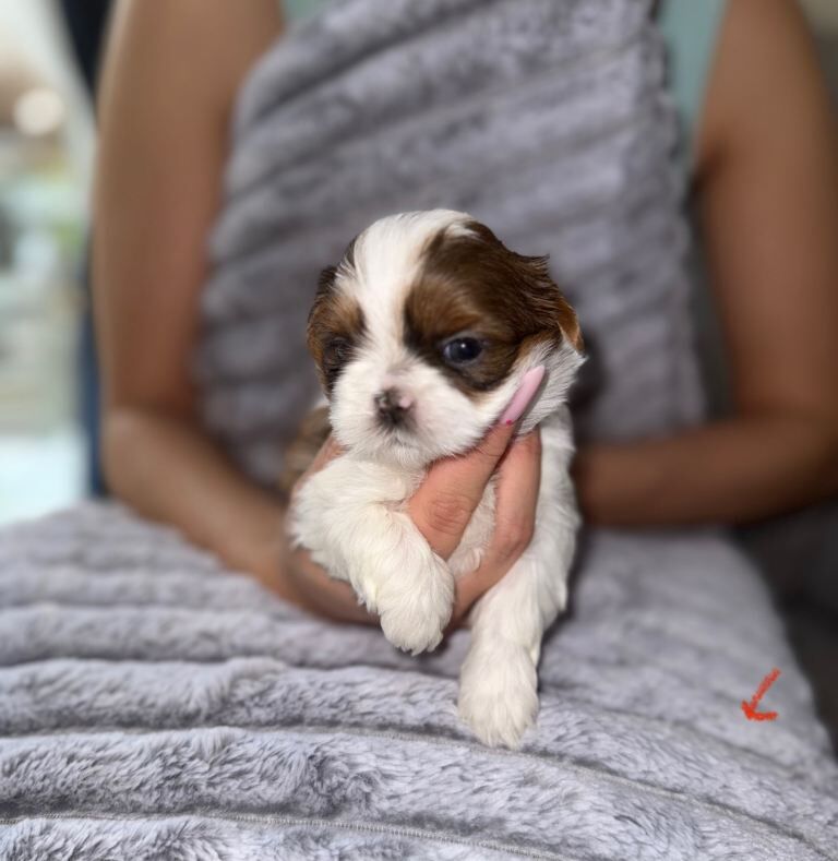 Quality Adorable Purebred Shih Tzu Puppies - Image 4 of 5