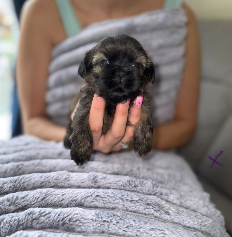 Quality Adorable Purebred Shih Tzu Puppies - Image 5 of 5