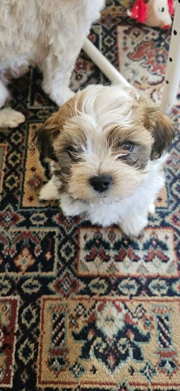 Shih Tzu Puppies For Sale