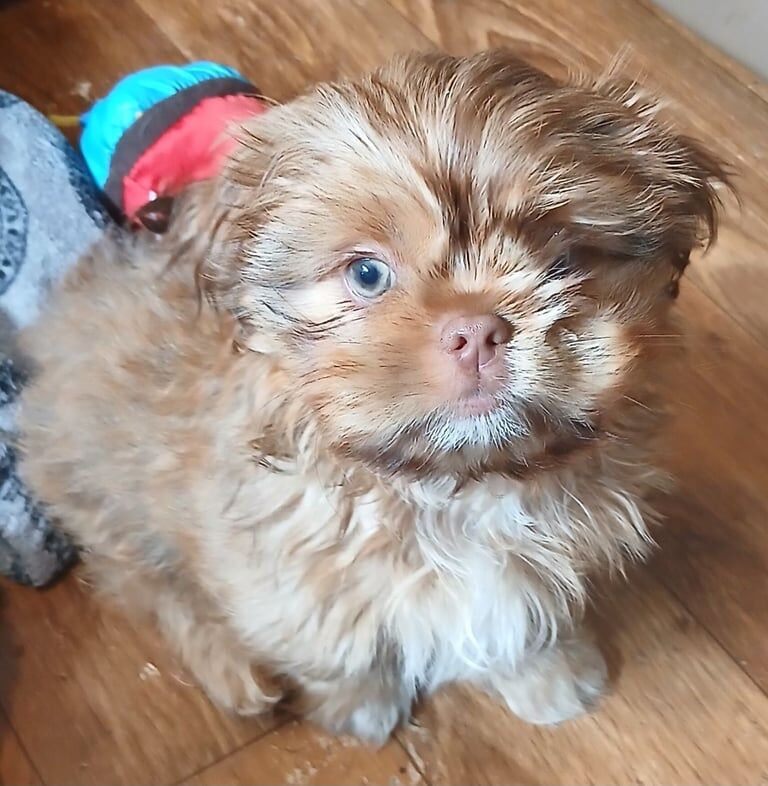 Shih Tzu puppies for sale in Chesterfield, Derbyshire – 9 weeks old