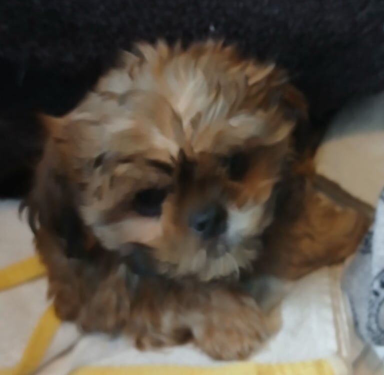 Shih Tzu puppies for sale in Chesterfield, Derbyshire – 9 weeks old - Image 2 of 3