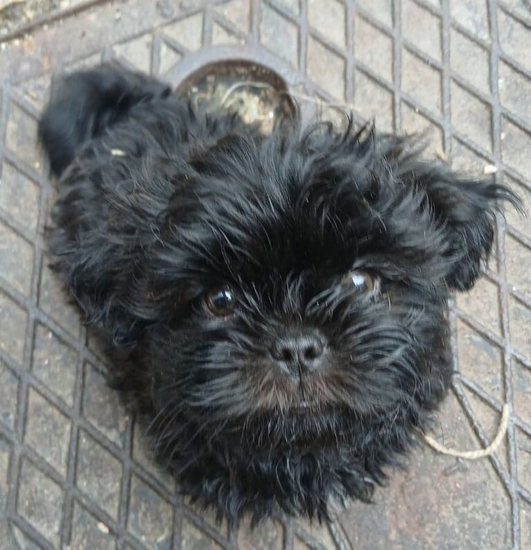 Shih Tzu puppies for sale in Chesterfield, Derbyshire – 9 weeks old - Image 3 of 3