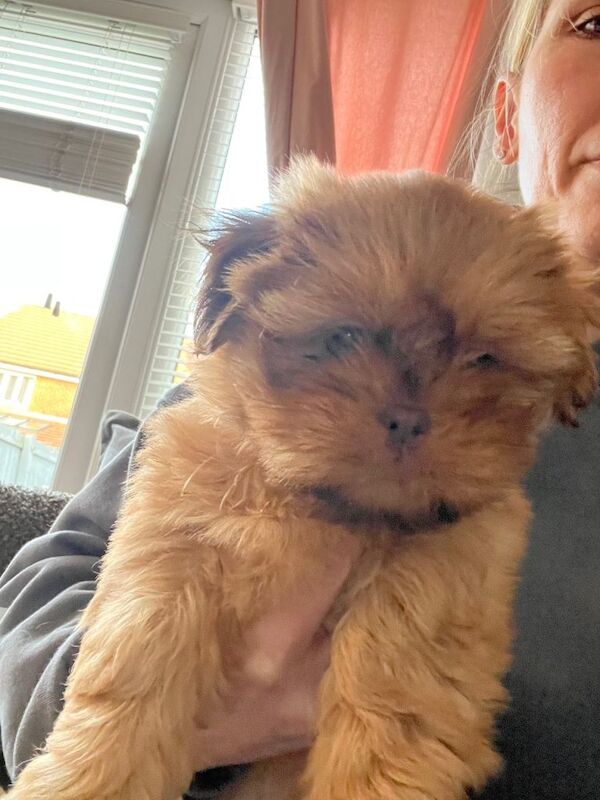 Kennel Club Registered Shih Tzu Puppies For Sale