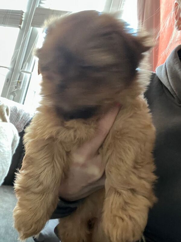 Ready now KC registered pure breed imperial shihtzu puppies - Image 2 of 4