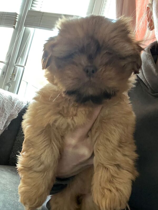Ready now KC registered pure breed imperial shihtzu puppies - Image 3 of 4
