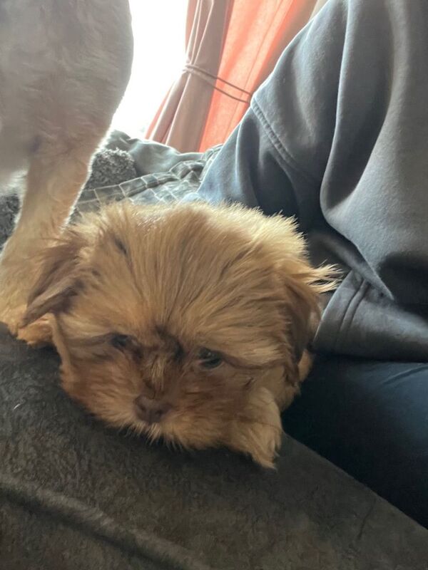 Ready now KC registered pure breed imperial shihtzu puppies - Image 4 of 4