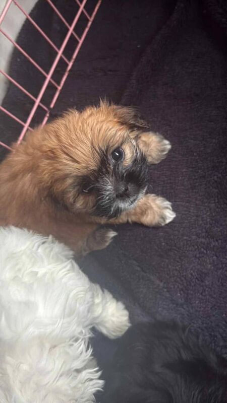 Shih Tzu puppies for sale in Cleethorpes, Lincolnshire – 9 weeks old