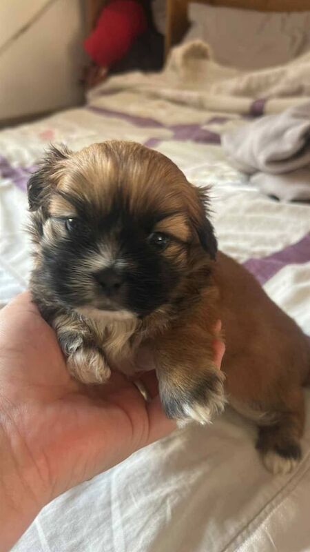 Shih Tzu puppies for sale in Cleethorpes, Lincolnshire – 9 weeks old - Image 2 of 3