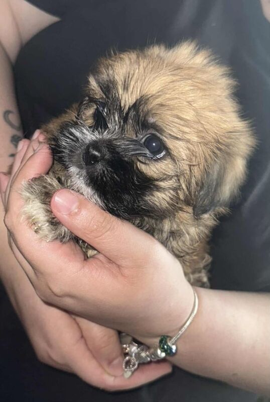 Shih Tzu puppies for sale in Cleethorpes, Lincolnshire – 9 weeks old - Image 3 of 3