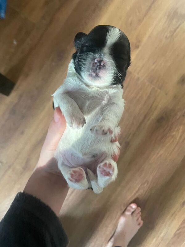 Selling 6 puppies - Image 2 of 6