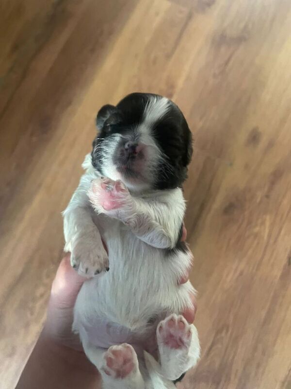 Selling 6 puppies - Image 3 of 6