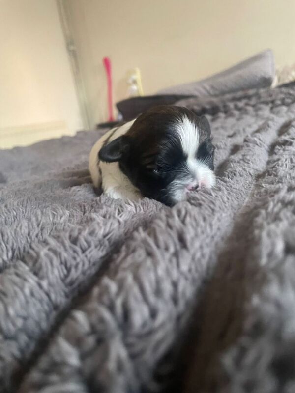 Selling 6 puppies - Image 4 of 6