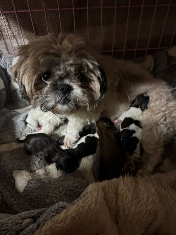 Selling 6 puppies - Image 5 of 6
