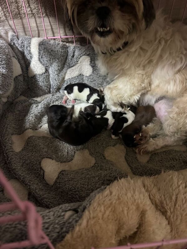 Selling 6 puppies - Image 6 of 6