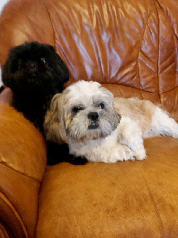 Shih Tzu puppies for sale in Barking, London – 9 weeks old