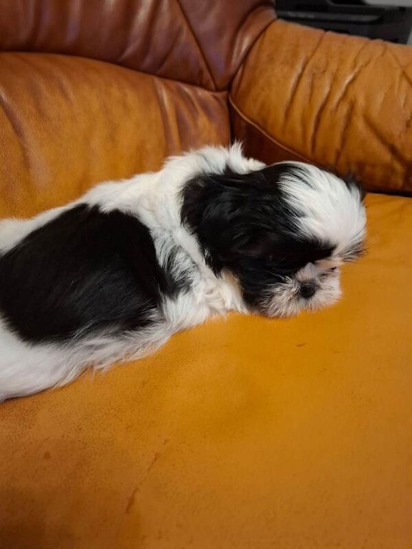 Shih Tzu puppies for sale in Barking, London – 9 weeks old - Image 2 of 3