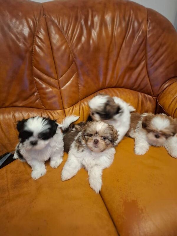 Shih Tzu puppies for sale in Barking, London – 9 weeks old - Image 3 of 3