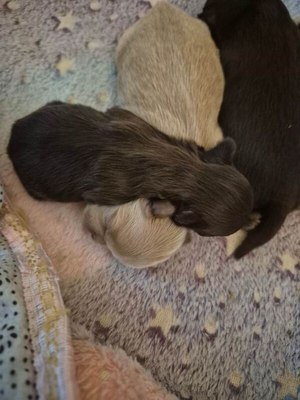 Kennel Club Registered Shih Tzu Puppies For Sale