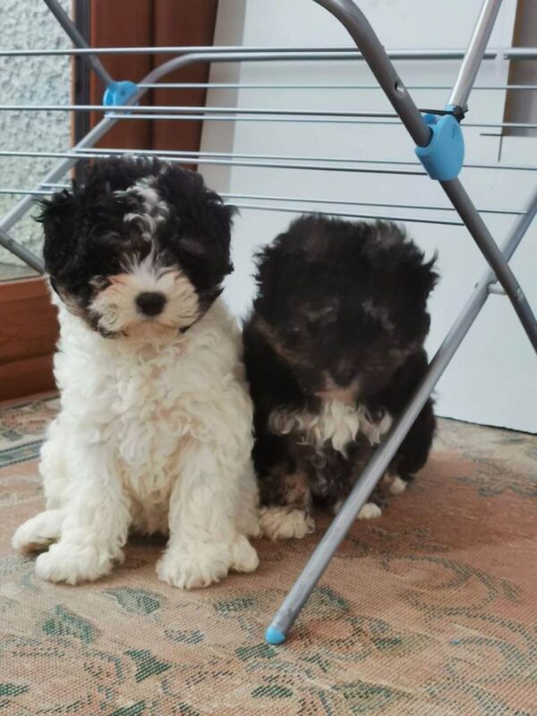 Shih Tzu puppies for sale in Enniskillen, County Fermanagh – 9 weeks old