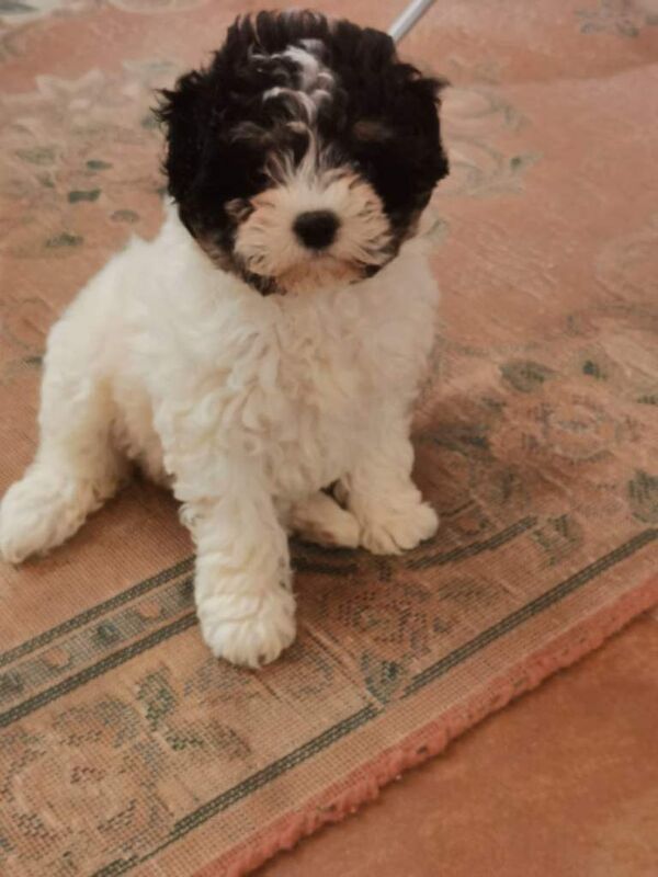 Shih Tzu puppies for sale in Enniskillen, County Fermanagh – 9 weeks old - Image 2 of 4