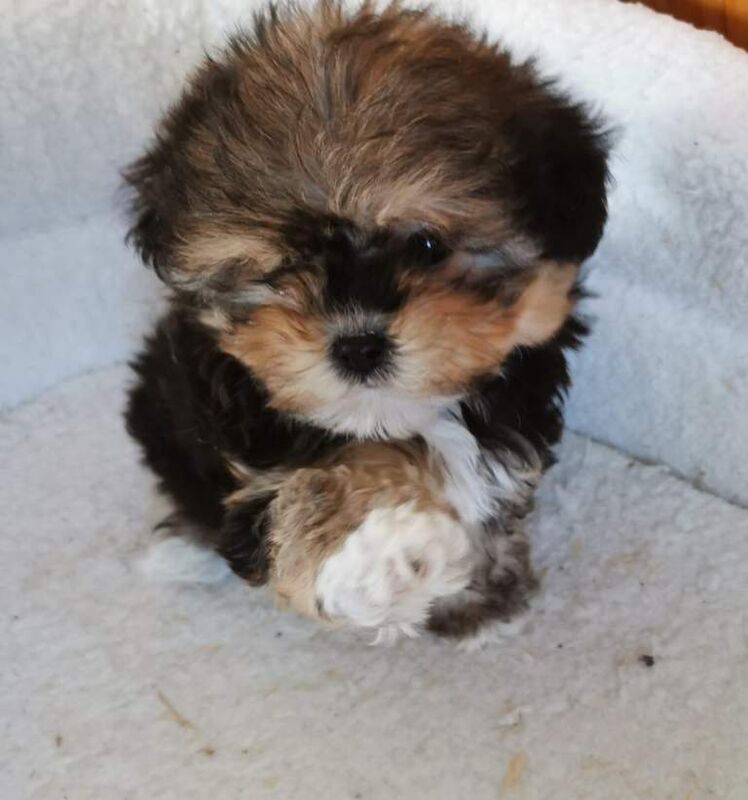 Shih Tzu puppies for sale in Enniskillen, County Fermanagh – 9 weeks old - Image 3 of 4