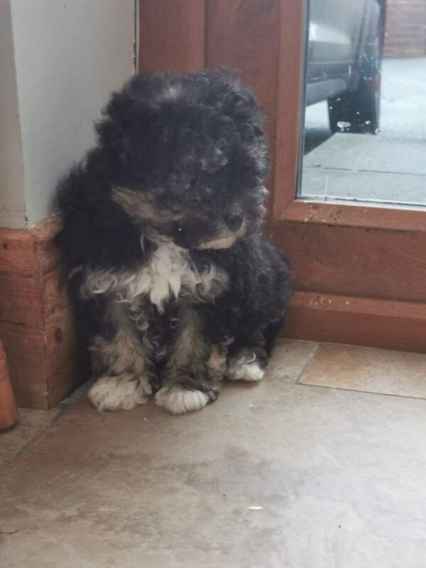 Shih Tzu puppies for sale in Enniskillen, County Fermanagh – 9 weeks old - Image 4 of 4