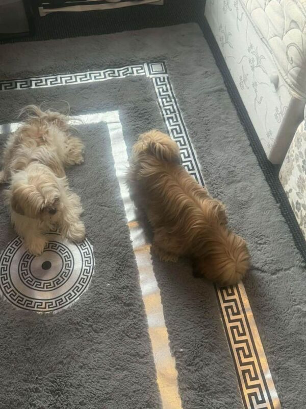 Shih hitzu puppies for sale
