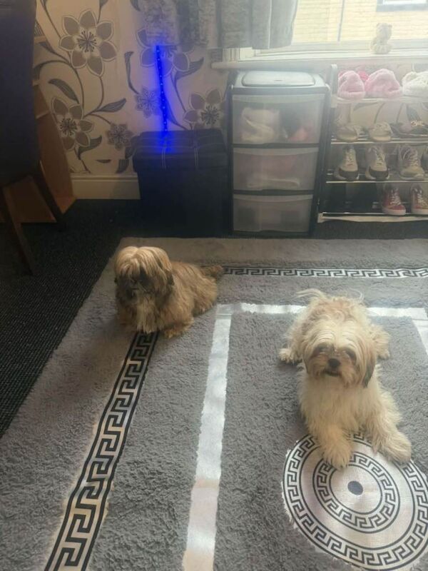 Shih hitzu puppies for sale - Image 2 of 3