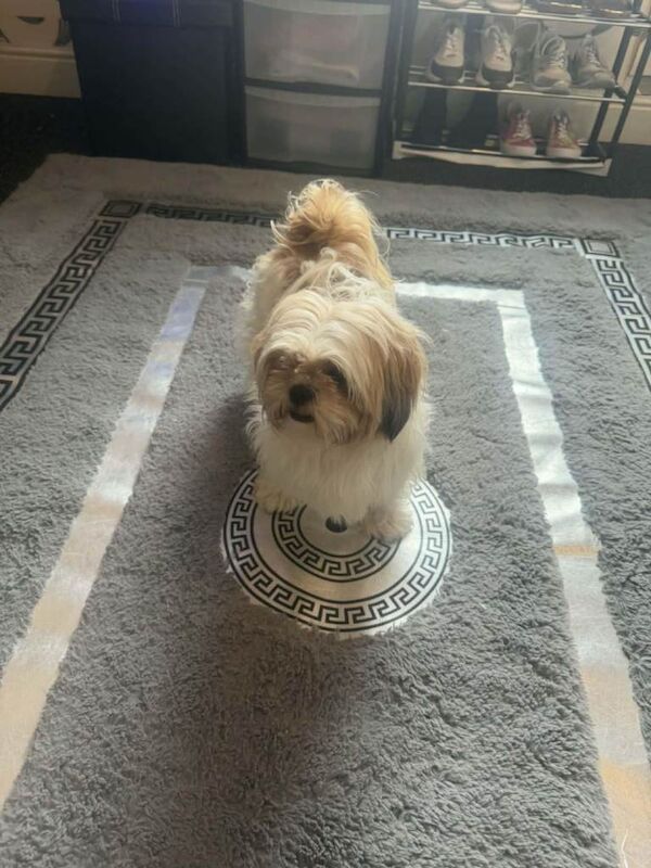 Shih hitzu puppies for sale - Image 3 of 3