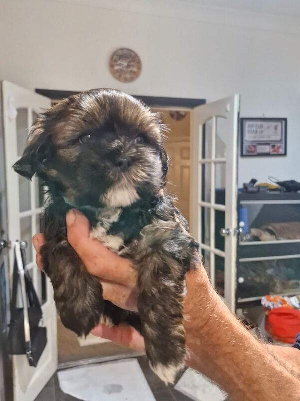 Shih Tzu puppies for sale in Peterlee, Durham – 5 weeks old