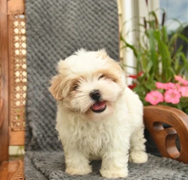 Shih Tze puppies