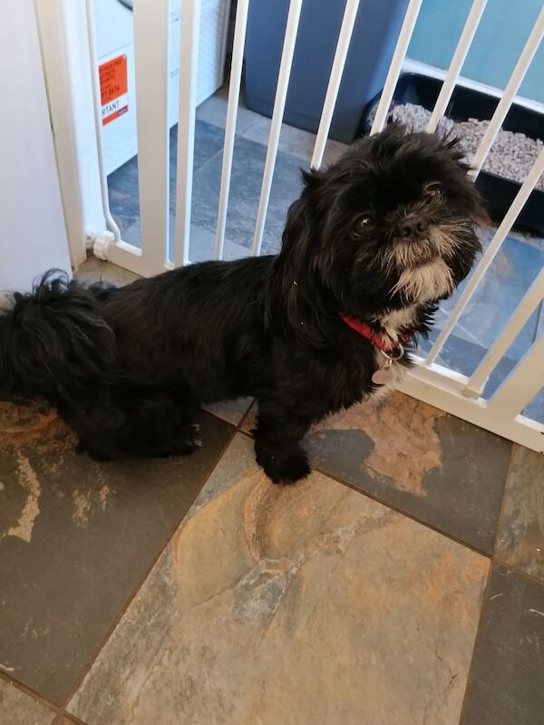 Shih tzu for sale in Griffithstown, Gwent