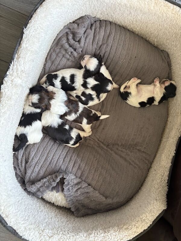 Shih tzu for sale in Larne, County Antrim