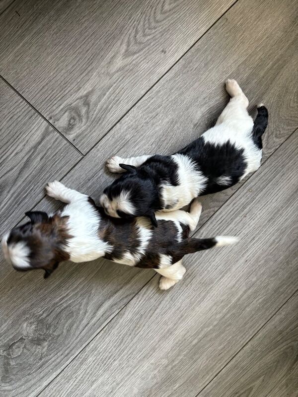 Shih tzu for sale in Larne, County Antrim - Image 2