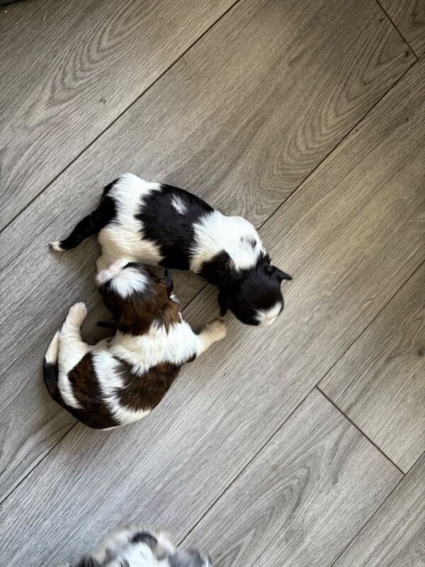 Shih tzu for sale in Larne, County Antrim - Image 3