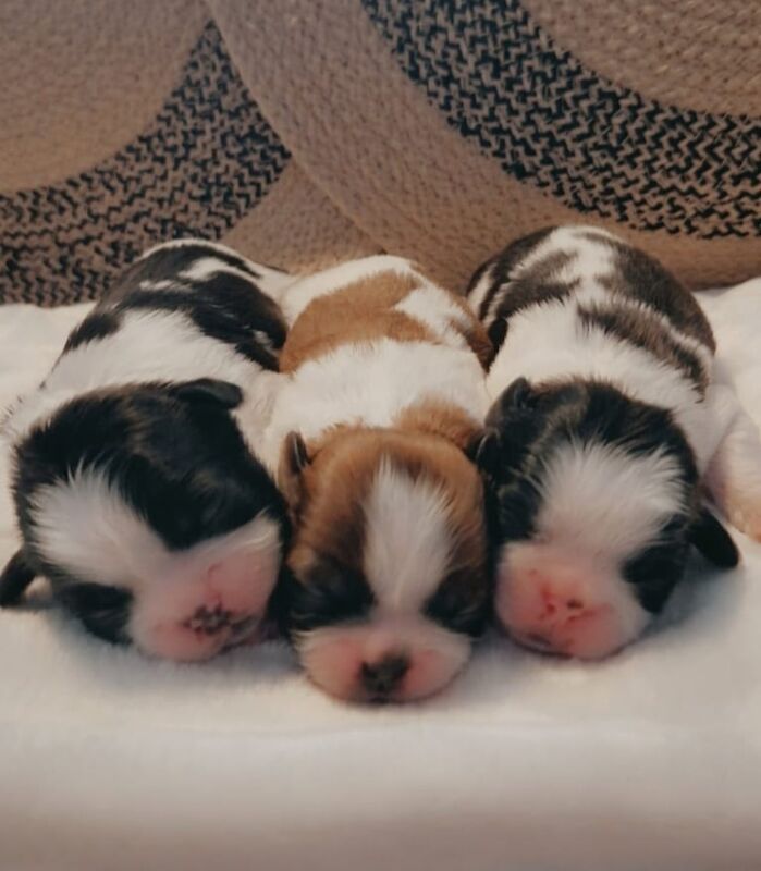 Shih tzu for sale in Ballymoney, County Antrim