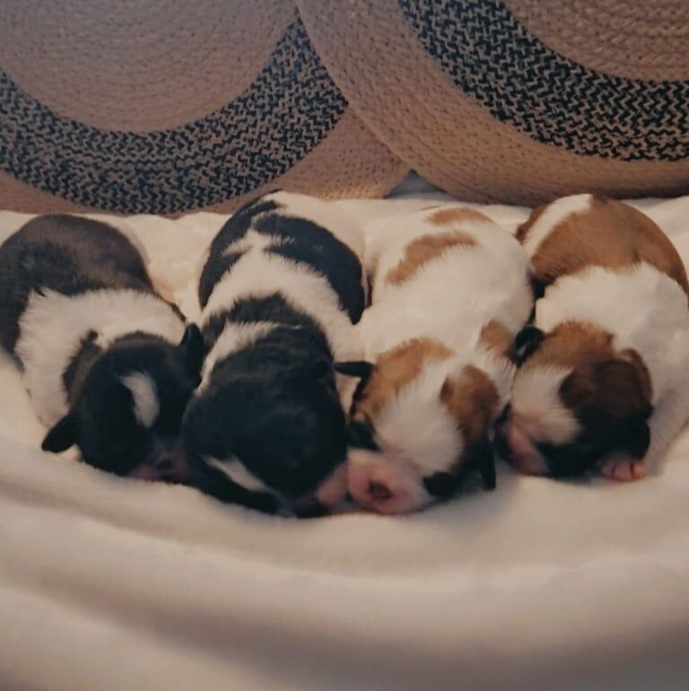 Shih tzu for sale in Ballymoney, County Antrim | Image 2