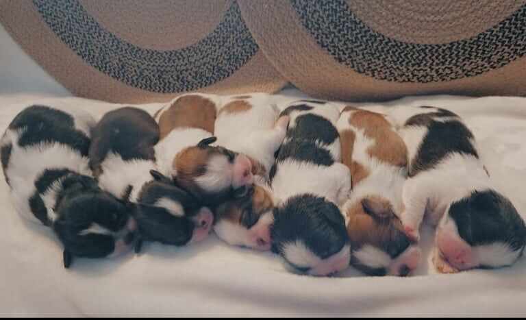 Shih tzu for sale in Ballymoney, County Antrim | Image 3