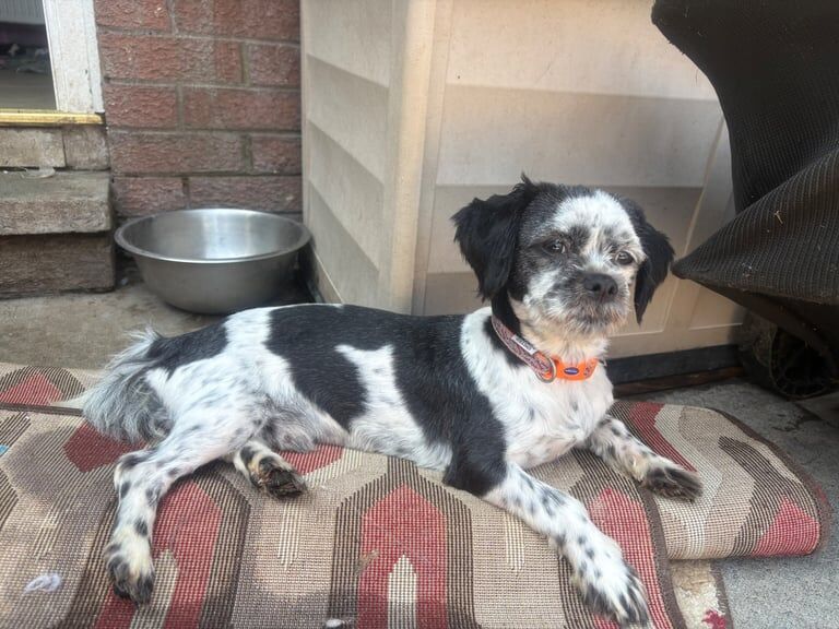 Shih Tzu for sale in Newtownards, County Down
