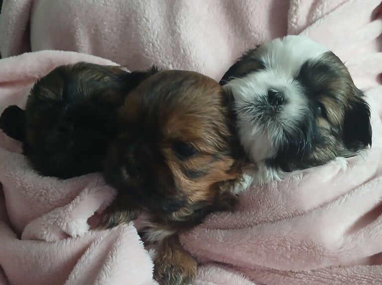 Shih Tzu puppies for sale in South Normanton, Derbyshire – 4 weeks old